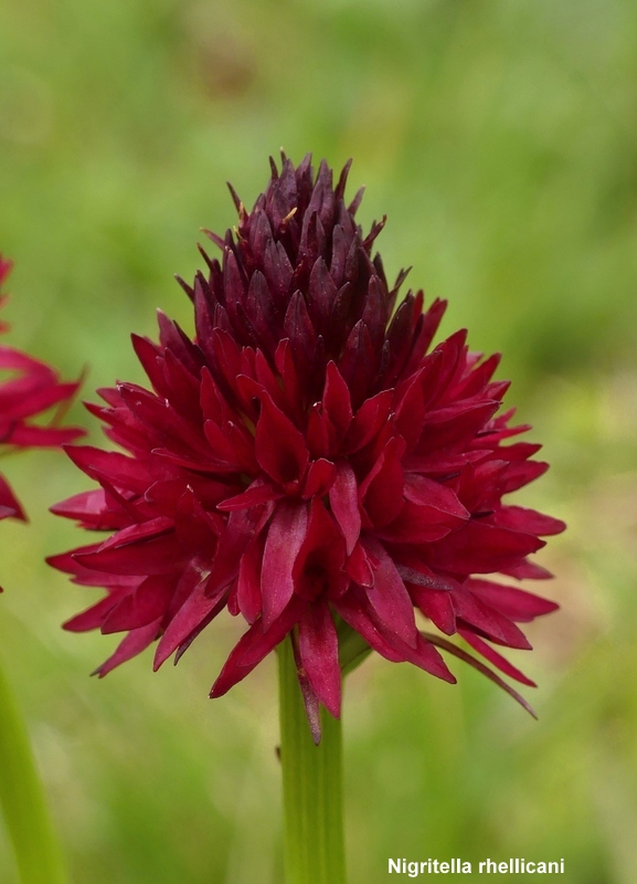 Nigritella cenisia e Nigritella rhellicani – Savoia francese   luglio 2023.